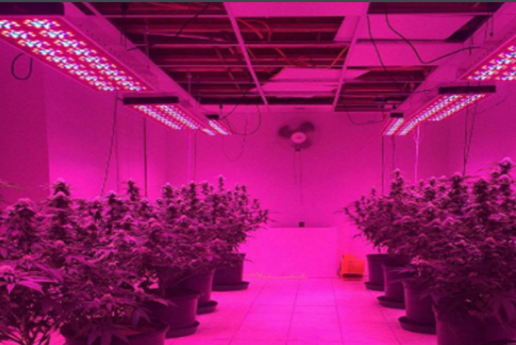 Led植物生长灯有用吗 21ic中国电子网